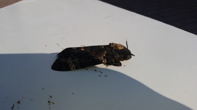 20160828_171839.jpg