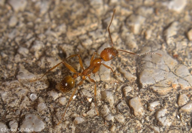 Aphaenogaster splendida archirafi.jpg