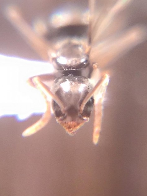 Bothriomyrmex corsicus head.jpg