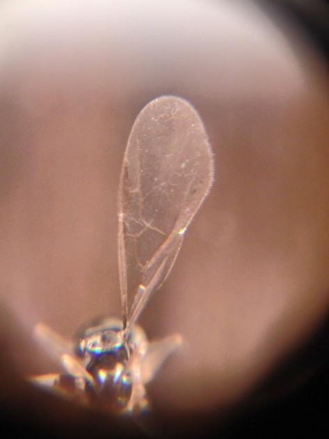 Bothriomyrmex corsicus forewing.jpg