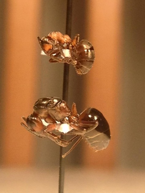 Formica paralugubris.jpg