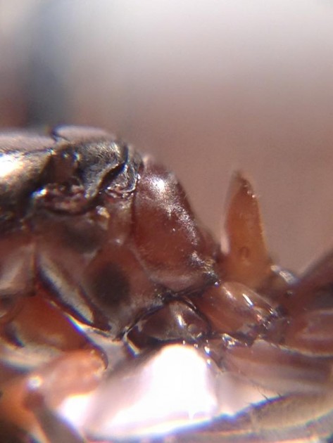 Formica paralugubris 5.jpg