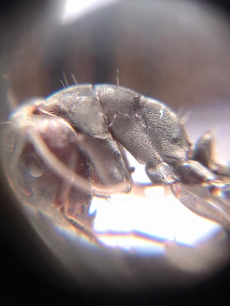 Camponotus paria.jpg