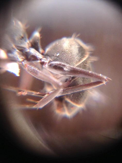 Camponotus paria 2.jpg