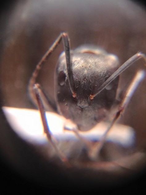 Camponotus paria 3.jpg