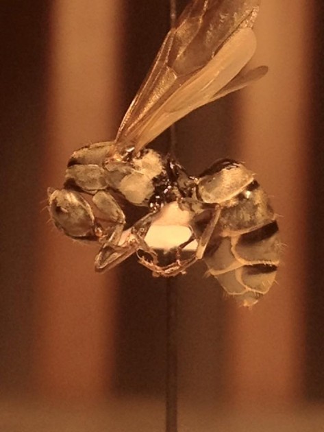 Camponotus paria gyne.jpg