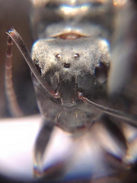 Camponotus paria gyne 2.jpg