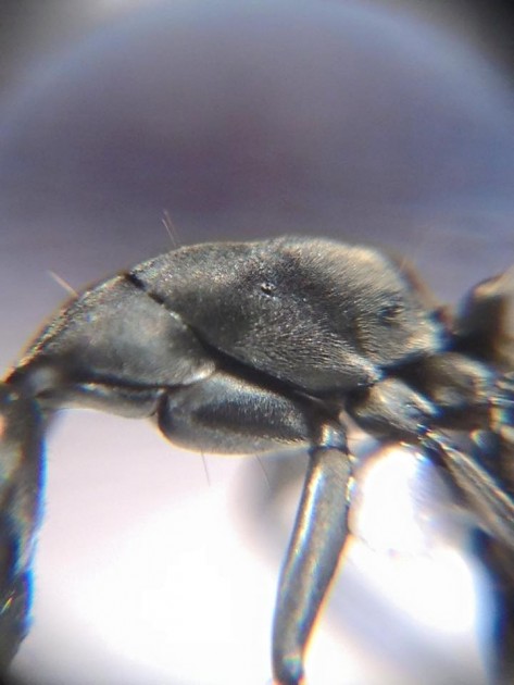 Camponotus paria 4.jpg