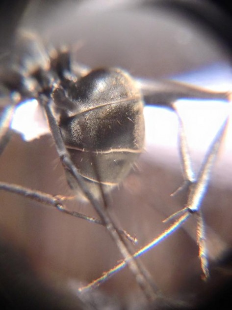 Camponotus paria 5.jpg