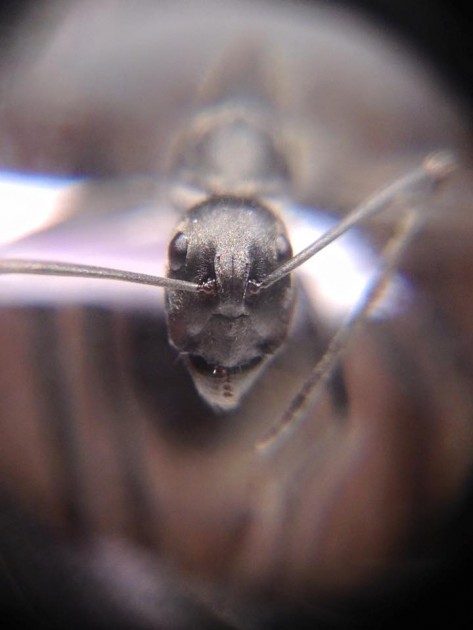 Camponotus paria 6.jpg
