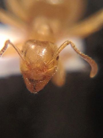 Lasius meridionalis.jpg