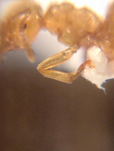 Lasius meridionalis 3.jpg
