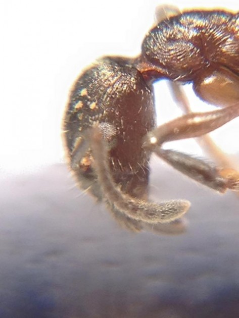 Myrmica pachei 2.jpg