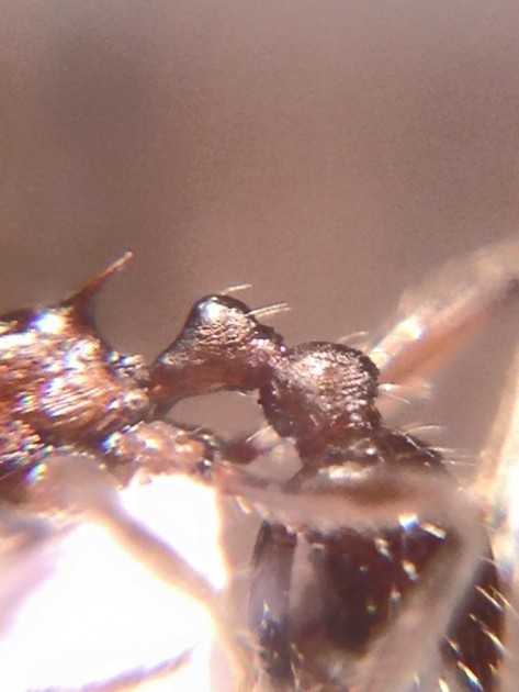 Myrmica pachei 3.jpg