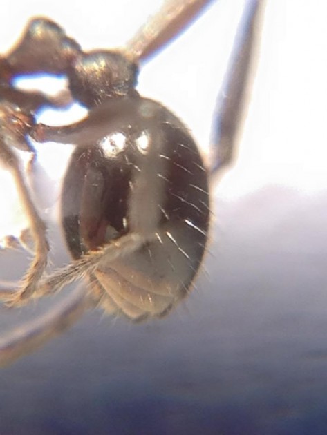 Myrmica pachei 4.jpg