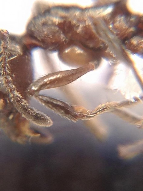 Myrmica pachei 5.jpg