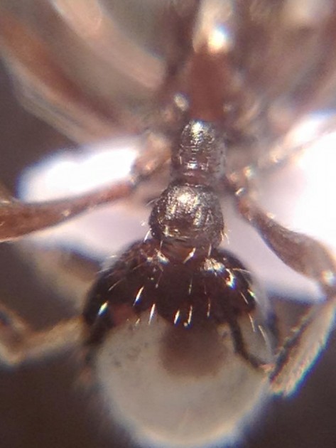 Myrmica pachei 7.jpg