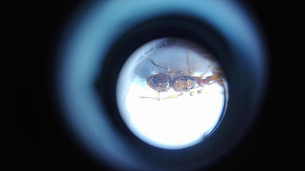 myrmica 13.jpg