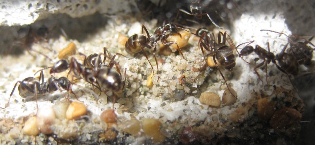 4-17 Polyergus 05.JPG