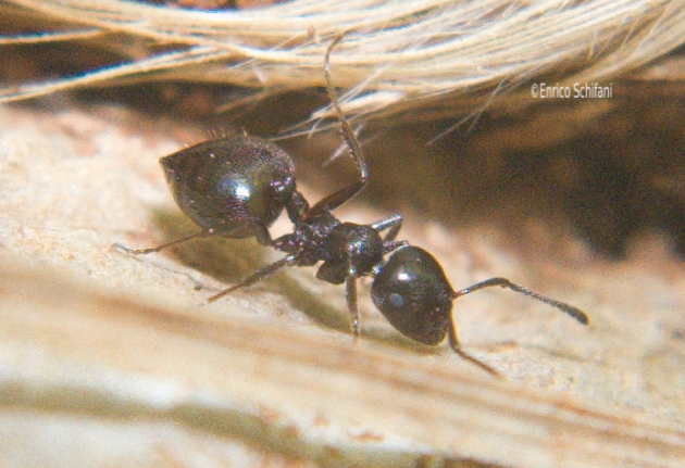 crematogaster laestrygon.png