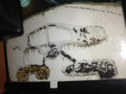 formicaio Messorine 03 02 2013.jpg