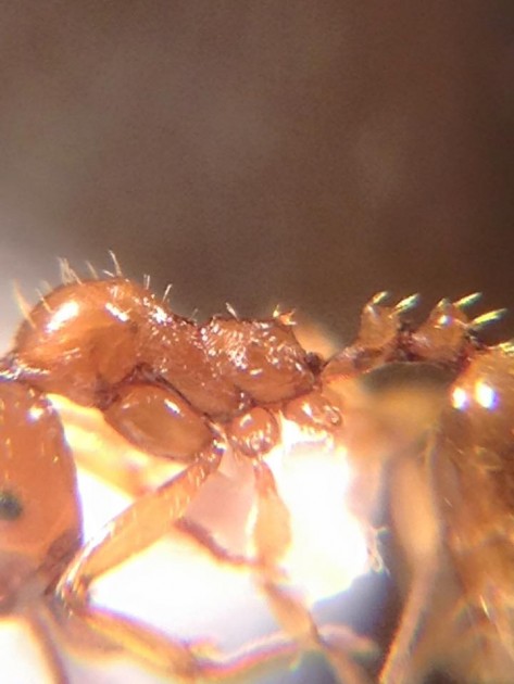 Aphaenogaster dulciniae 2.jpg