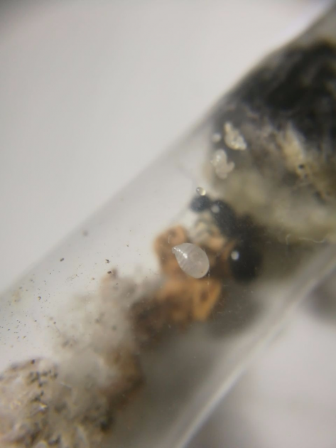 larva pallone.png