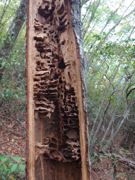 Camponotus pennsylvanicus nest.jpeg
