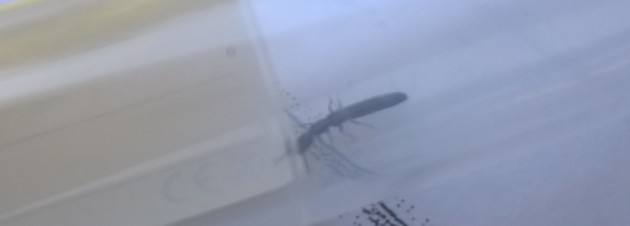 WP_20170525_09_23_56_Pro.jpg