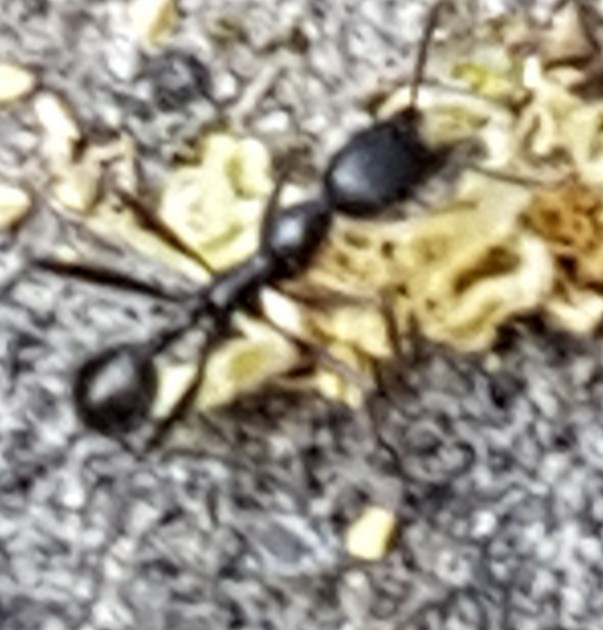 20170605_155801.jpg
