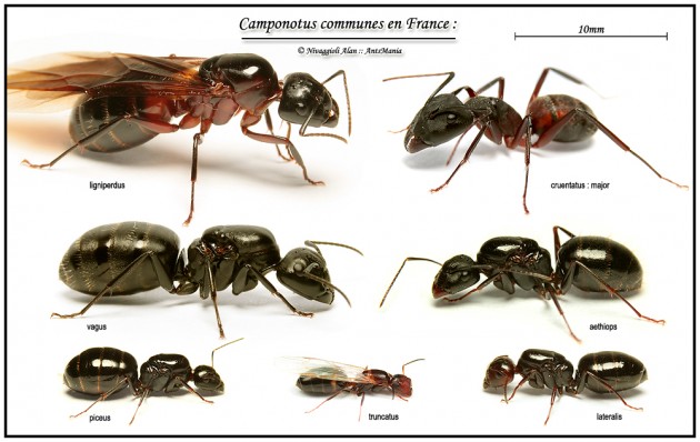 C__Data_Users_DefApps_AppData_INTERNETEXPLORER_Temp_Saved Images_camponotus-france-photo.jpg