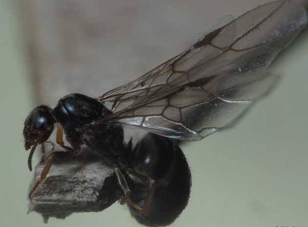 Lasius lasioides queen.jpg