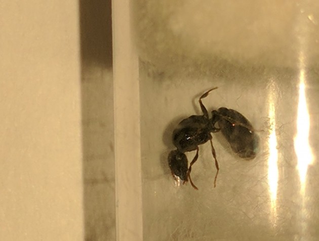 Formica regina 2.jpg