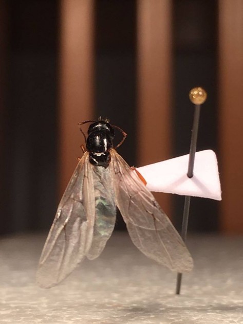 C. marginatus gyne 2.jpg