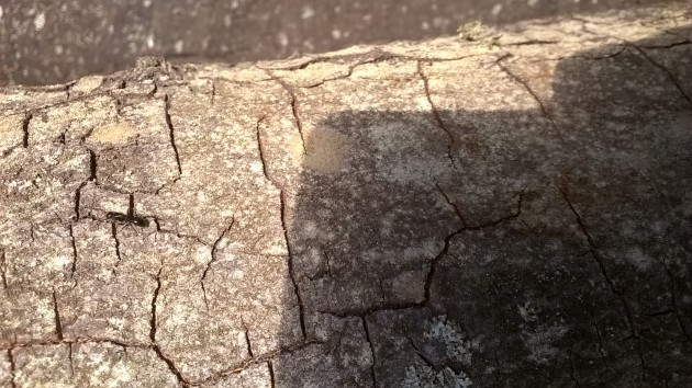 WP_20170711_19_50_46_Pro.jpg