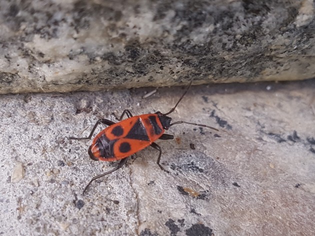20170727_182935.jpg