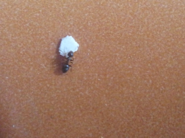 20130408_131033.jpg
