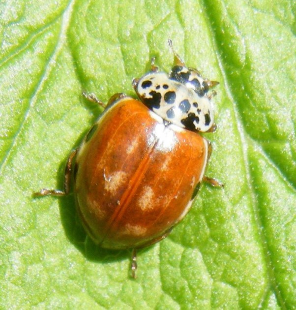 Cream-streaked Ladybird (Harmonia quadripunctata) Field near Grace Road Sapcote SP 4920 9356 (taken 12.5.2010),,,.JPG