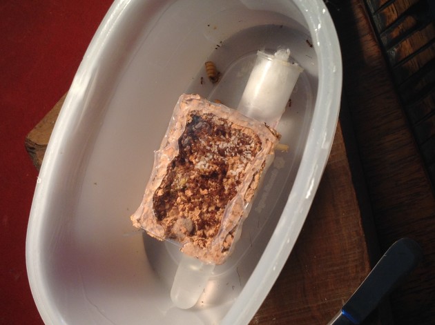 Temnothorax sp. photo by Sara75